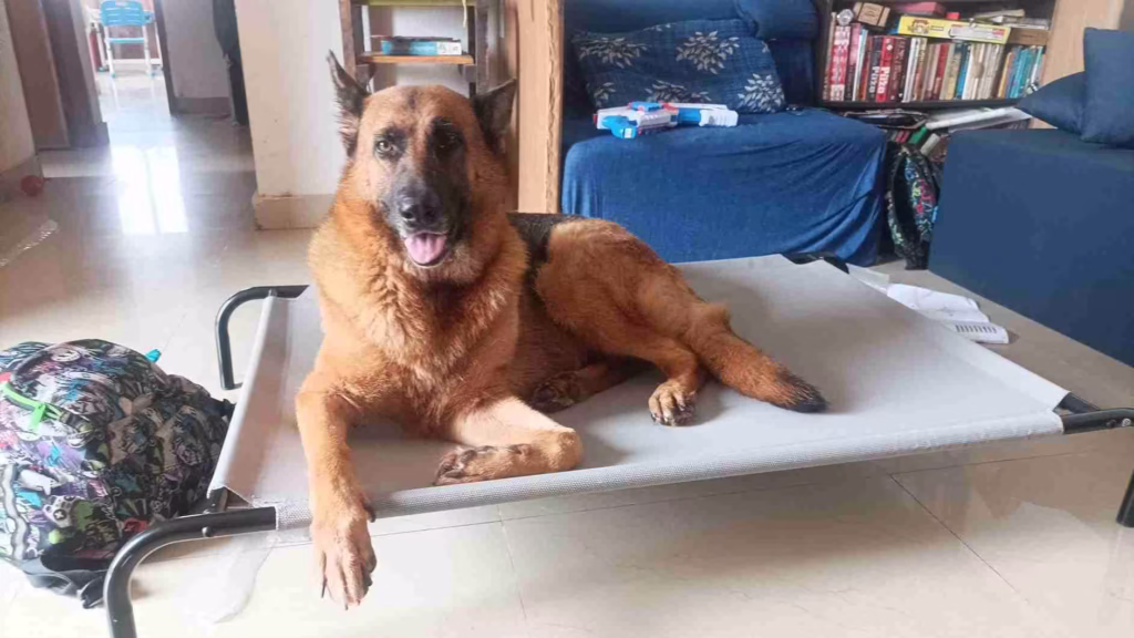best dog beds