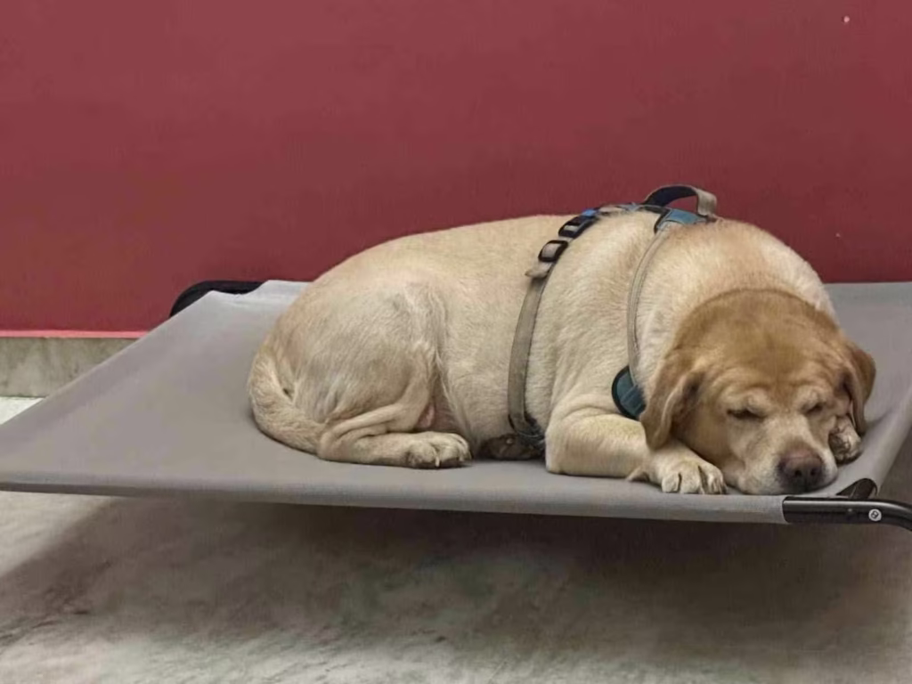 best dog beds